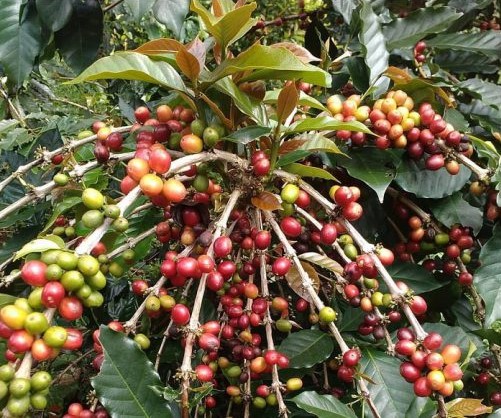 Robusta Coffee